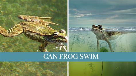 Do Frogs Swim?